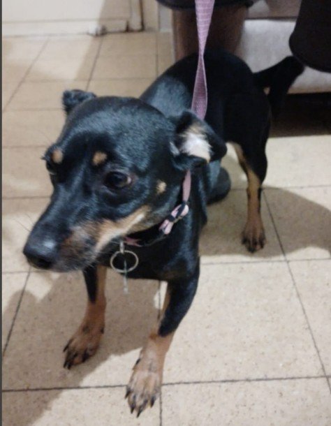 כלבה קטנה שחורה