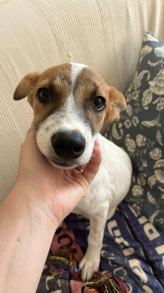 גורה בצבע חום לבן 