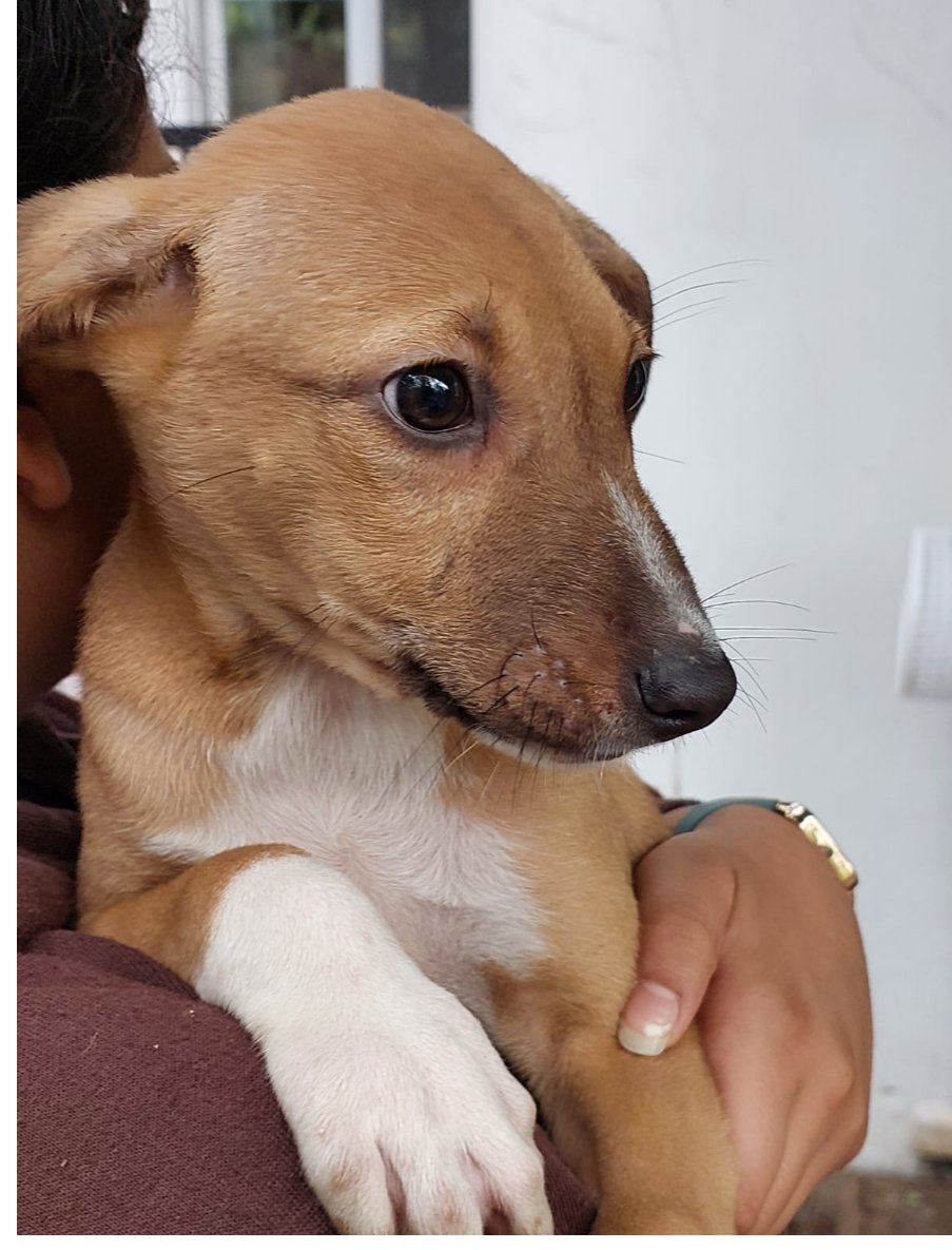 גור חום מתוק