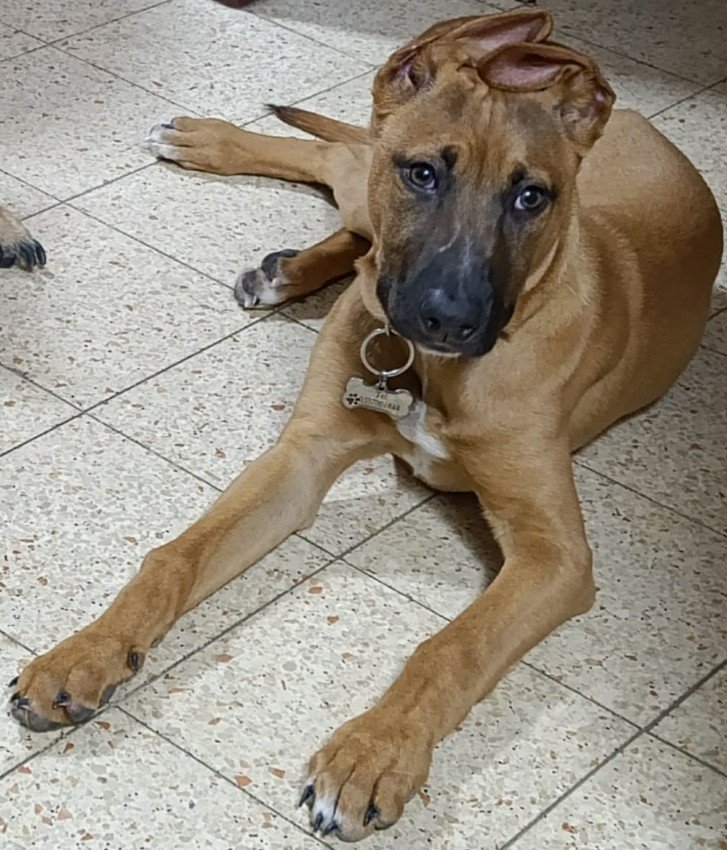 גורה מעורבת