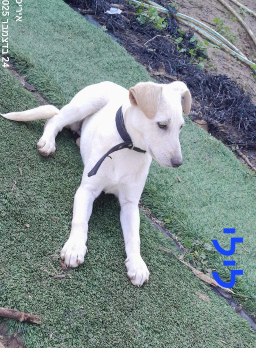 גורה לבנה יפה שוכבת