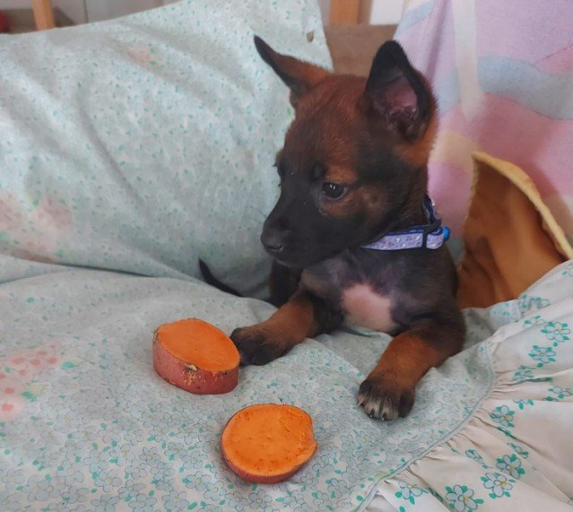 גורה קטנה חומה