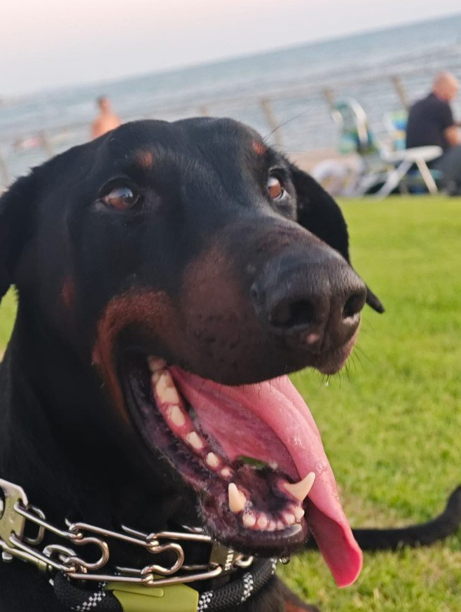 כלב דוברמן קשור ליד ספסל