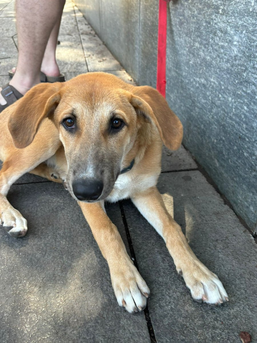 גורה בצבע חום בהיר