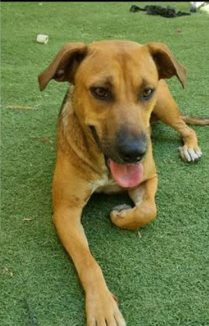 כלבה חומה שוכבת על דשא