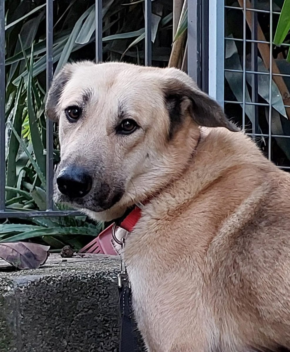 כלב לבן שוכב