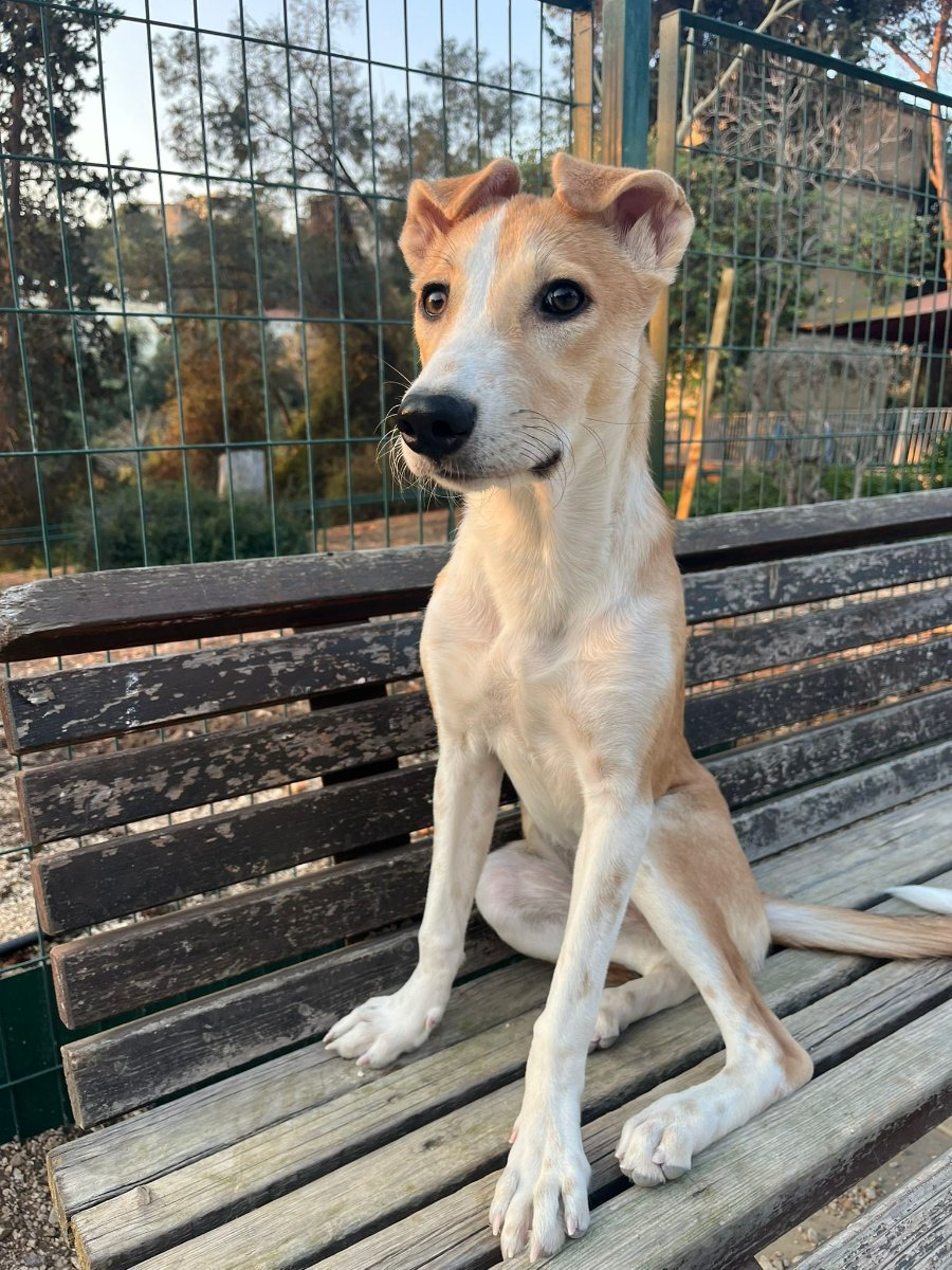 גורה בצבע חום לבן