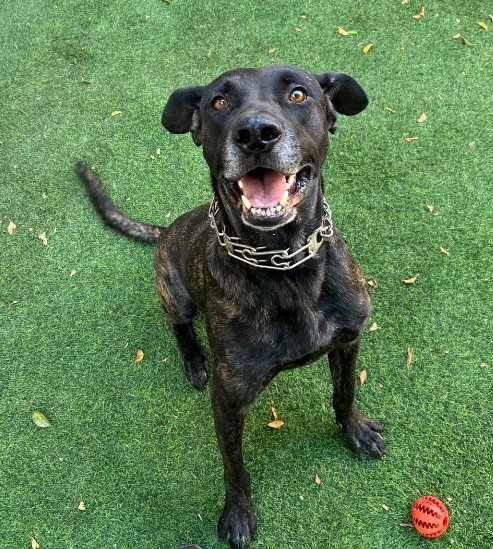 כלב שחור יושב על דשא