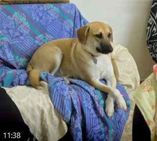 כלבה חומה שוכבת על ספה